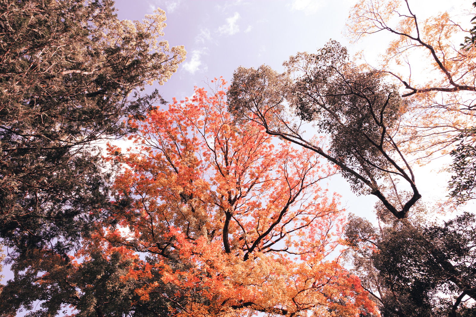 青空をバックに鮮やかに色づいた紅葉の木々