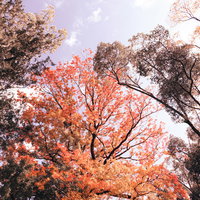 青空に伸びる紅葉した木々の枝～秋の自然風景の写真