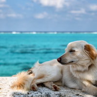 潮風を浴びて眠るウトウトするイッヌ、砂浜で昼寝中の写真