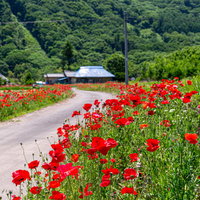 道沿いに咲く赤いポピーの花畑 春の野花が彩る風景の写真
