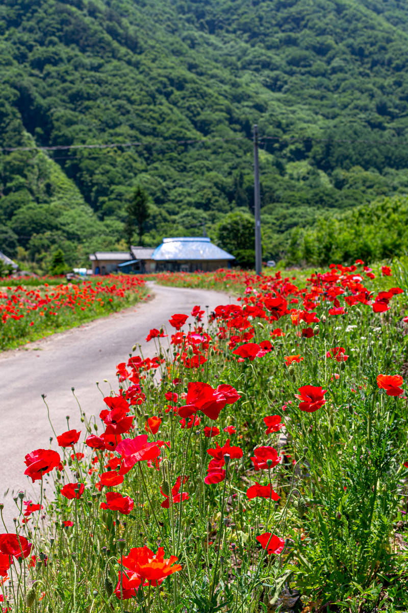 道路脇に咲く赤いポピーの群生と緑の山々