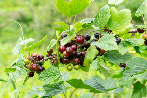 カシスの木に房状に実る濃紫色の果実と緑の枝葉