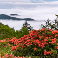 高原に咲くレンゲツツジ、美ヶ原の雲海を背景にした風景の写真