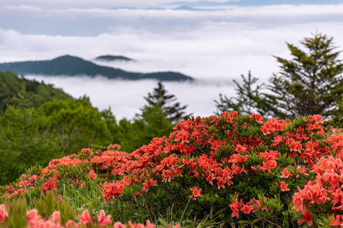 高原に咲くレンゲツツジ、美ヶ原の雲海を背景にした風景