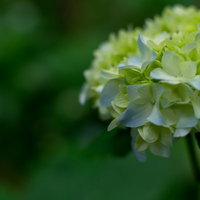 紫陽花の花房（アジサイ公園）の写真