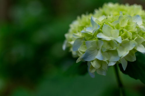 アジサイ公園の紫陽花の花序と花弁の接写【梅雨時期の淡いグリーン】