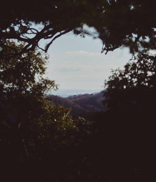 木々の隙間から街並みを眺める遠景、樹木の枝葉と光と影