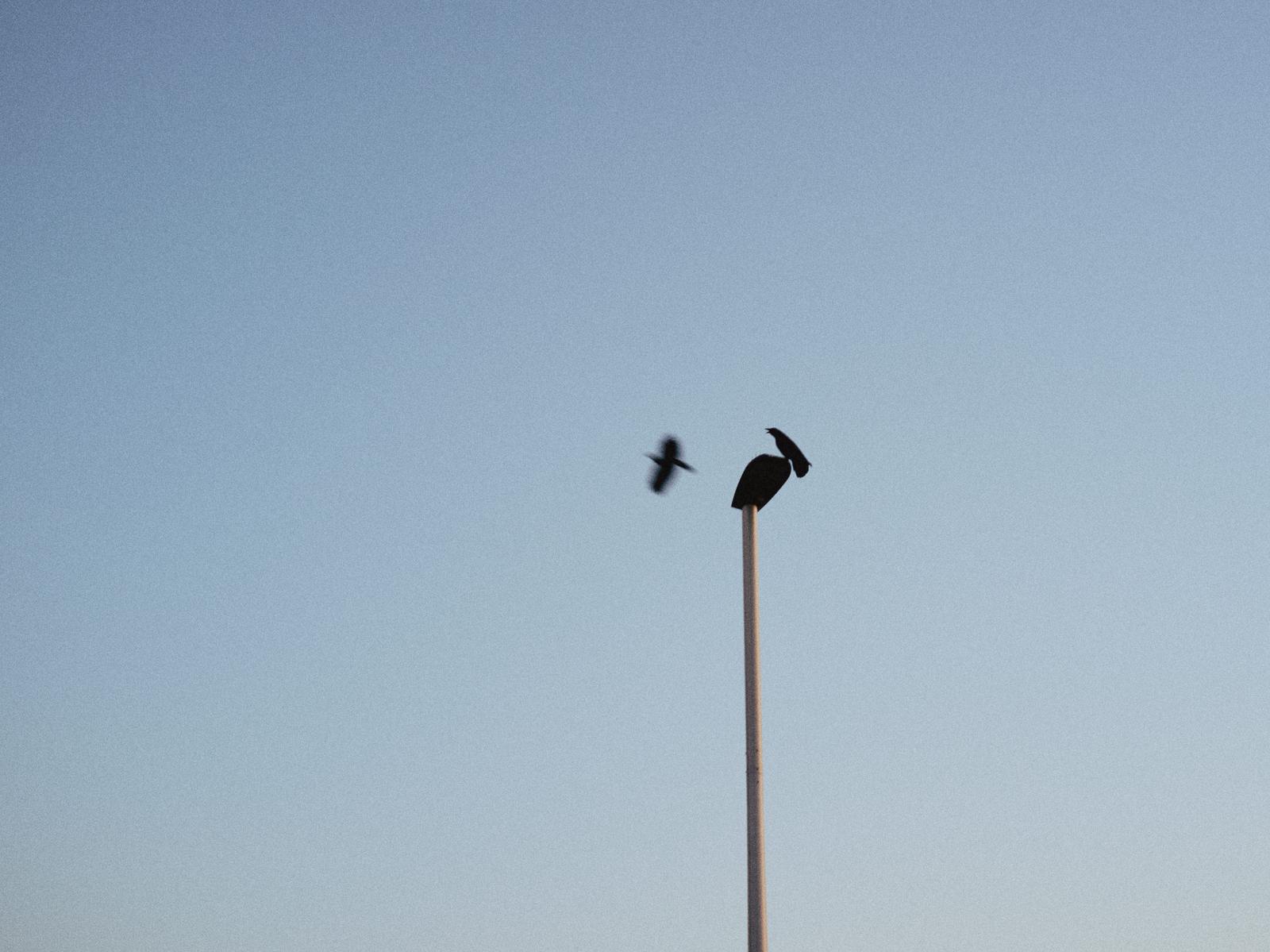 ポールの上に止まるカラスと飛ぶカラスのシルエット