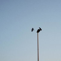 ポール上で標的を見つけて飛び立つカラスと夕空の写真