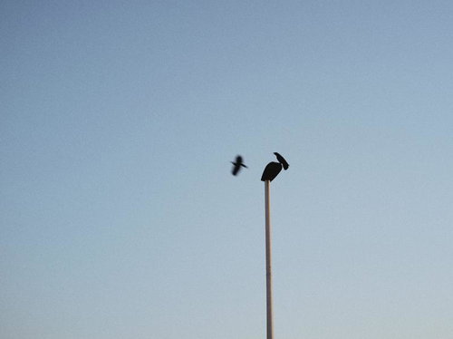 ポール上で標的を見つけて飛び立つカラスと夕空