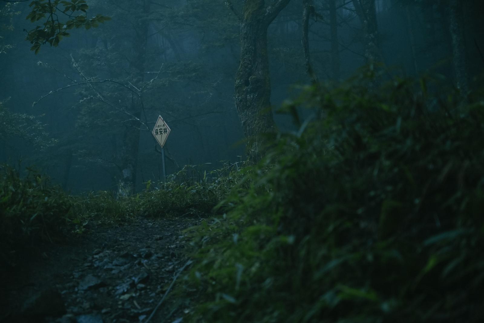 暗い杉林の中に立つ白い菱形の登山道標識
