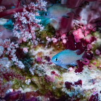 ピンクのソフトコーラルの間を泳ぐササスズメダイの写真