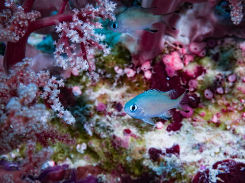ピンクのソフトコーラルの間を泳ぐササスズメダイ