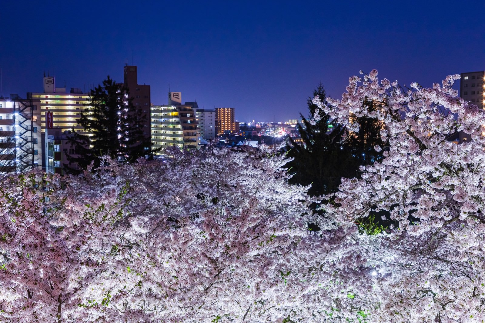 ライトアップされた盛岡城跡の満開の夜桜と背景の市街地