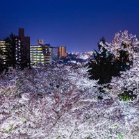 盛岡城跡の夜桜と市街の夜景、満開の桜がライトアップで照らされる春の観光地の写真