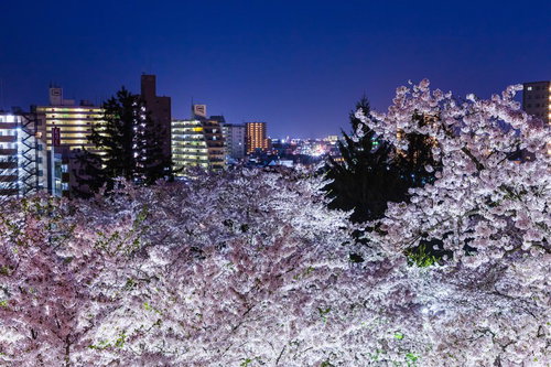 盛岡城跡の夜桜と市街の夜景、満開の桜がライトアップで照らされる春の観光地