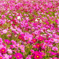 一面のピンク色のコスモス畑、秋桜の群生する花風景の写真