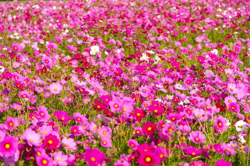 一面のピンク色のコスモス畑、秋桜の群生する花風景