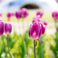 春の花壇に咲く紫のチューリップの写真