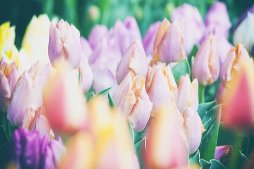 秋に赤い彼岸花が咲く並木道