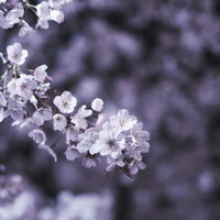 薄紫色に開花した夜桜の美しい花々の写真
