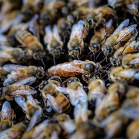 巣板の上で女王蜂を囲む蜜蜂の大群と働き蜂の群れの写真