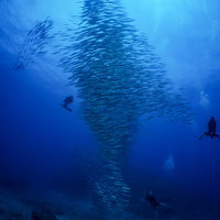 海中でホソカマスの群れを撮影するダイバーの写真