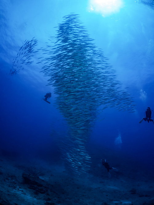海中でホソカマスの群れを撮影するダイバー
