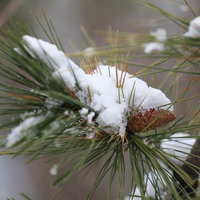 冬の松の枝に積もる初雪のクローズアップの写真