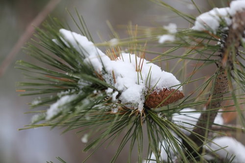 松の葉に薄く積もる初雪