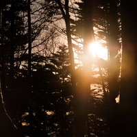 冬山の木々に差し込む夕暮れの夕日｜シルエットと逆光の写真
