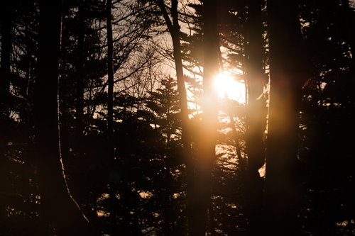 冬山の木々に差し込む夕暮れの夕日｜シルエットと逆光