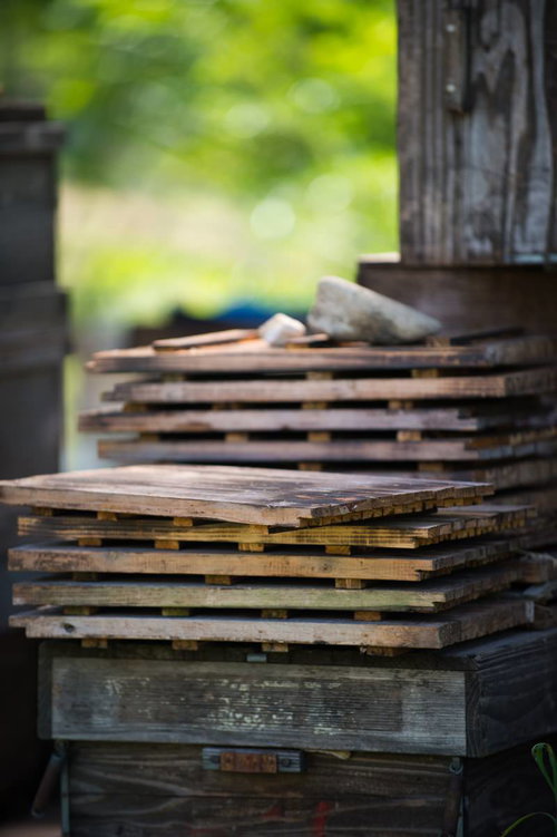 山田養蜂場の蜜蜂の巣箱と巣板の採蜜風景と蜂の生活