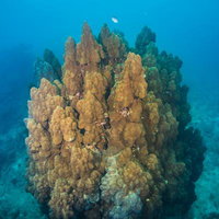 沖縄辺野古近くの海に群生するブルーストライプのサンゴ群落の写真