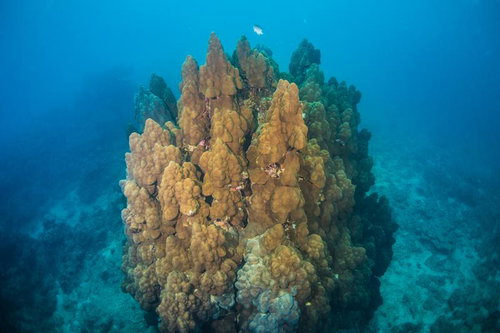 沖縄辺野古近くの海に群生するブルーストライプのサンゴ群落