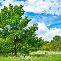 青空と白い雲を背景に立つ生気溢れる大きな木の写真