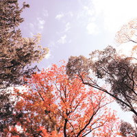 紅葉した木々と青空を見上げた風景の写真