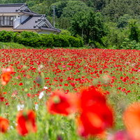 民家近くの赤いポピー花畑 春の田園風景 自然風景の写真