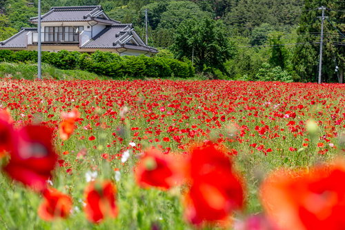 民家近くの赤いポピー花畑 春の田園風景 自然風景
