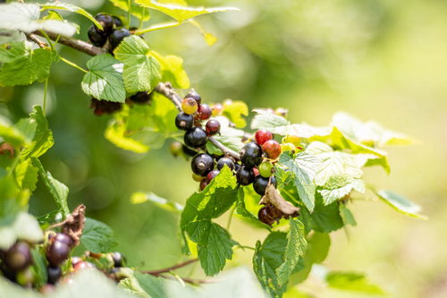 日に照らされたカシス（クロスグリ・ブラックカラント）の枝と実