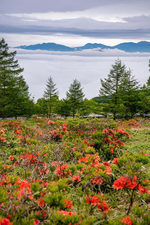 美ヶ原高原の雲海に咲くレンゲツツジの群生