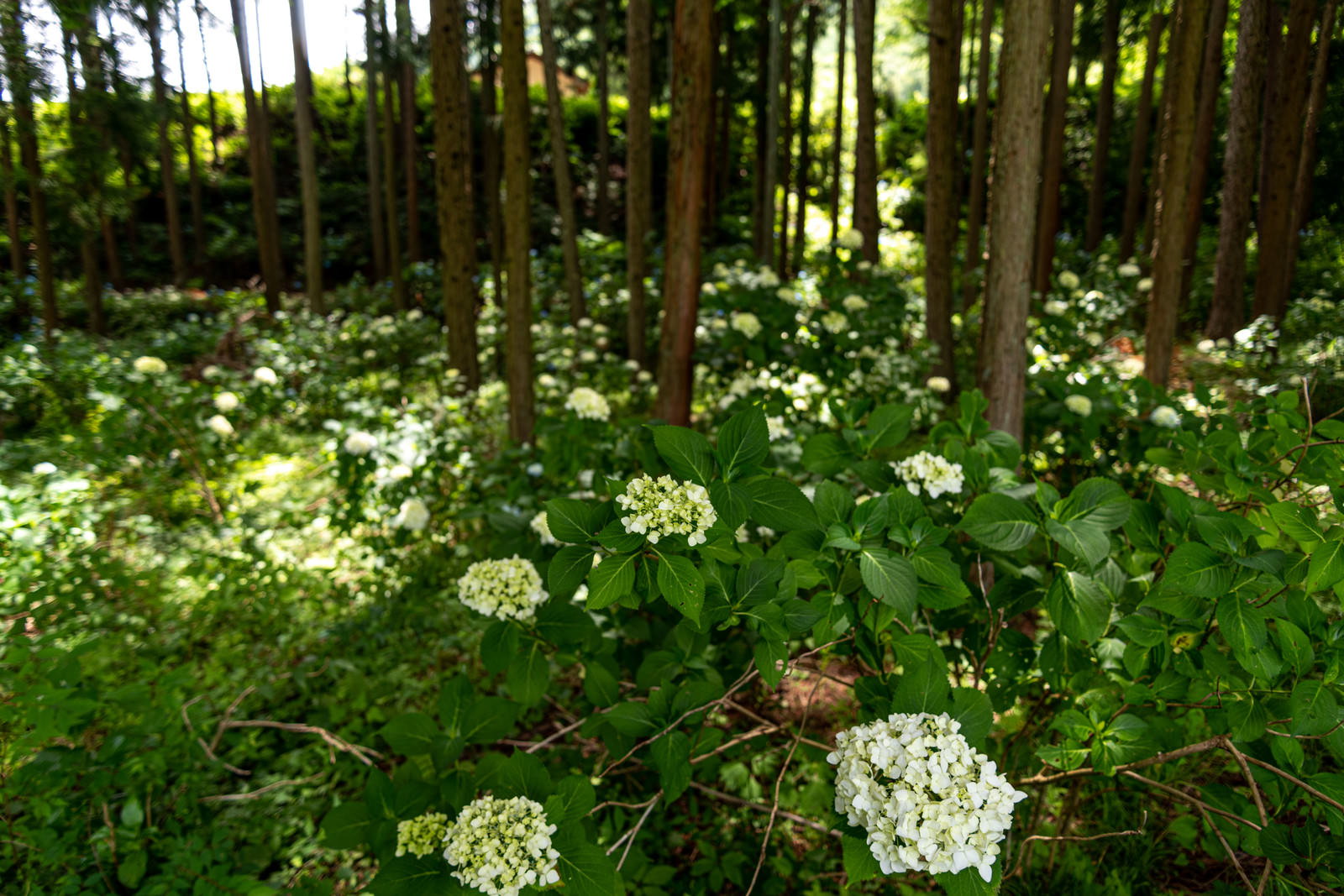 林の中で白い紫陽花が群生している様子