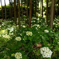 林の中に群生する紫陽花、梅雨時期のアジサイ公園の写真
