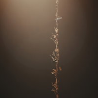 蜘蛛の糸が絡まる枯れ草の茎の写真