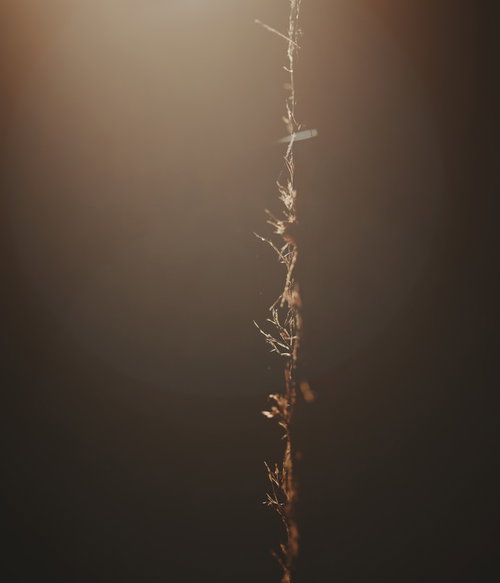 蜘蛛の糸がぶら下がる朝露に輝く繊細な糸と蜘蛛