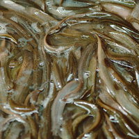 ぬるぬるいっぱいの魚市場の鮮魚 水分と氷がたっぷり付着した生魚の写真