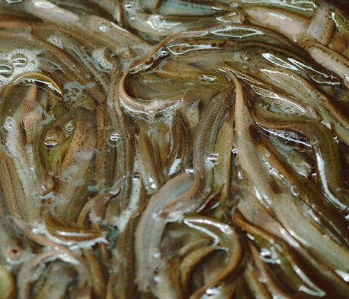 ぬるぬるいっぱいの魚市場の鮮魚 水分と氷がたっぷり付着した生魚