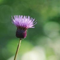 日本百名山・笠ヶ岳の小池新道に咲く夏のアザミの群生の写真