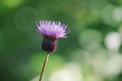日本百名山・笠ヶ岳の小池新道に咲く夏のアザミの群生