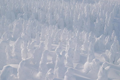 蔵王の樹氷群が密集する冬景色、針葉樹を覆う白い氷の世界